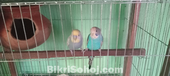 ৩ জোড়া রানিং বাজিগর পাখি